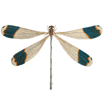 adornolibelula1